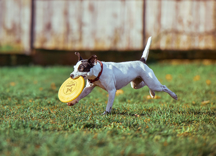 Como fazer um kit de primeiros socorros de animais de estimação