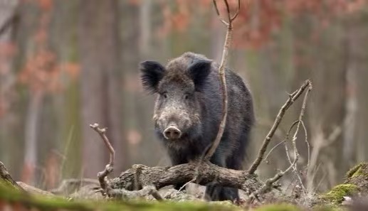 Evite ser atacado por animais selvagens durante a sobrevivência selvagem